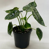 Alocasia 'Dragon Scale Mint'