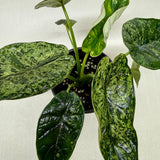 Alocasia 'Dragon Scale Mint'