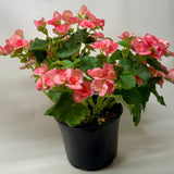 Begonia 'Reiger'