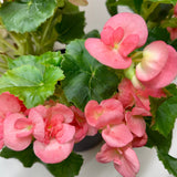 Begonia 'Reiger'