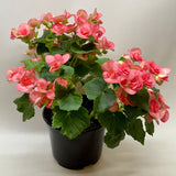 Begonia 'Reiger'