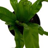 Bird's Nest 'Leslie' Fern