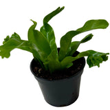 Bird's Nest 'Leslie' Fern