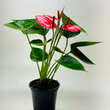 Anthurium 'Livium'