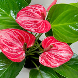 Anthurium 'Livium'