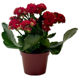 Kalanchoe 'Blossfeldiana'