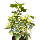 Ivy Tree Variegated