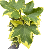 Ivy Tree Variegated