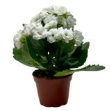 Kalanchoe 'Blossfeldiana'