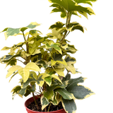 Ivy Tree Variegated