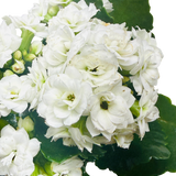 Kalanchoe 'Blossfeldiana'
