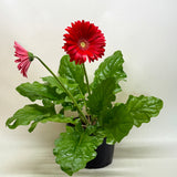 Gerbera Daisy