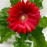 Gerbera Daisy