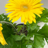 Gerbera Daisy