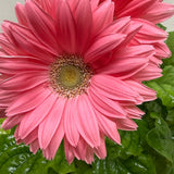 Gerbera Daisy