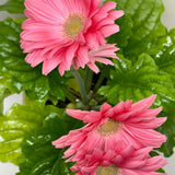 Gerbera Daisy