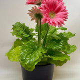 Gerbera Daisy