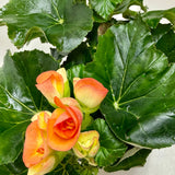 Begonia 'Reiger'