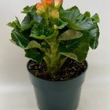 Begonia 'Reiger'