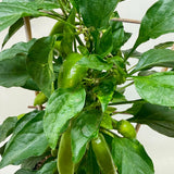 Edible 'Sweet Pepper'