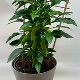Edible 'Sweet Pepper'