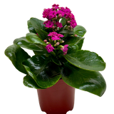 Kalanchoe 'Blossfeldiana'