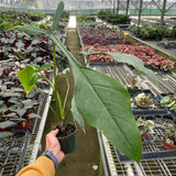 Filodendro 'Joepii' 