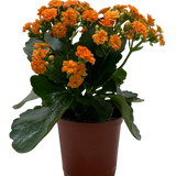 Kalanchoe 'Blossfeldiana'