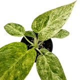 Philodendron 'Blizzard'