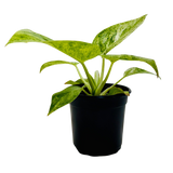 Philodendron 'Blizzard'
