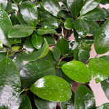 Ficus 'Ginseng'