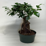 Ficus 'Ginseng'