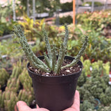 Euphorbia 'Caput Medusa'