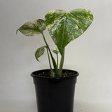Monstera 'Mint'