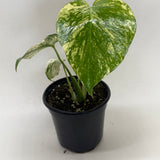 Monstera 'Mint'