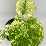 Monstera 'Mint'