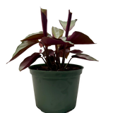 Calathea 'Silver Plate'