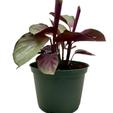 Calathea 'Silver Plate'