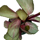 Calathea 'Silver Plate'