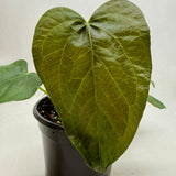 Anthurium 'Queen of Hearts'