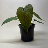 Anthurium 'Queen of Hearts'