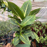 Dieffenbachia 'Green Magic'