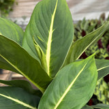 Dieffenbachia 'Green Magic'
