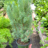 Blue Pine Trees