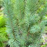 Blue Pine Trees