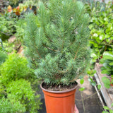 Blue Pine Trees