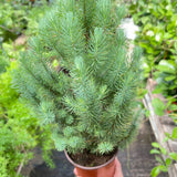 Blue Pine Trees