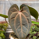 Anthurium 'Magnificum'