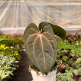 Anthurium 'Magnificum'