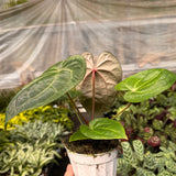 Anthurium 'Magnificum'